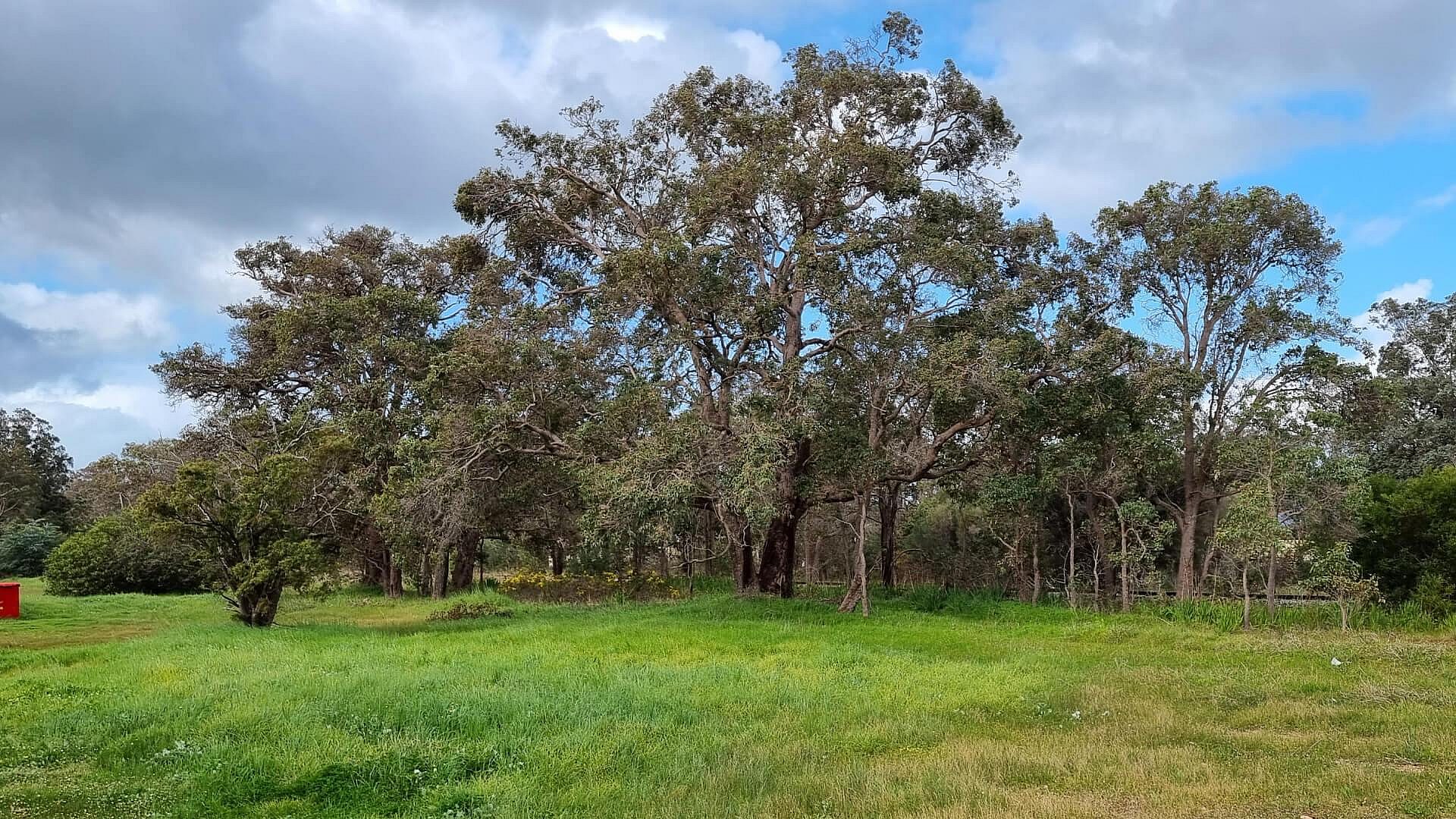 A photo of a bush area with many large trees.
